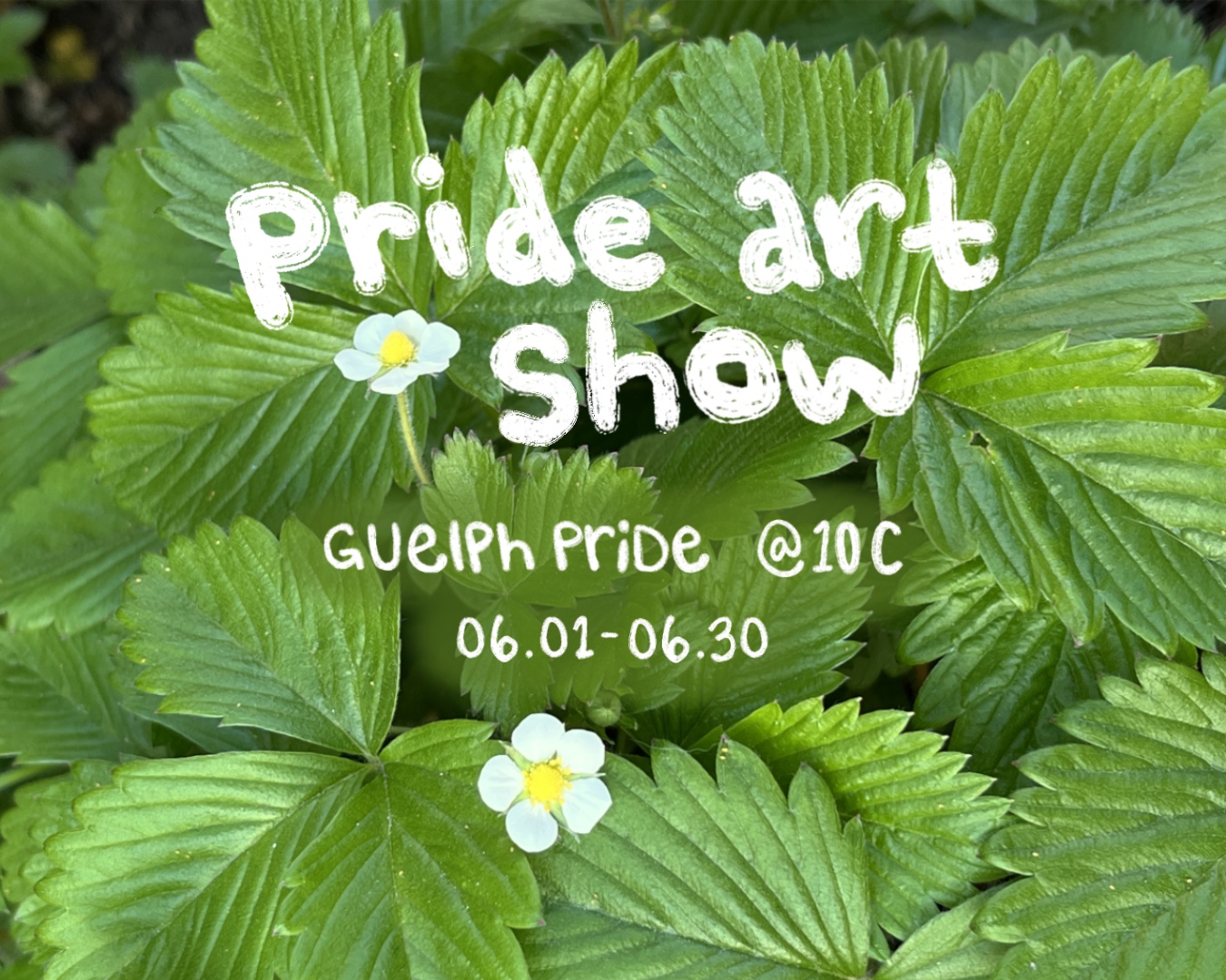 A close up of woodland strawberry plants in Nikki’s garden. There are many green leaves throughout and two white flowers near the center of the image. There is white bubble letters that read “pride art show. Guelph Pride. 06.01-06.30. @10C”